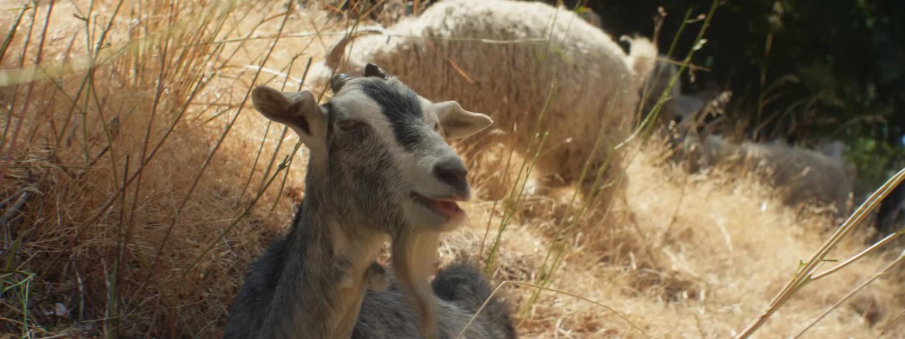 Gray and white goats grazes on hill slope