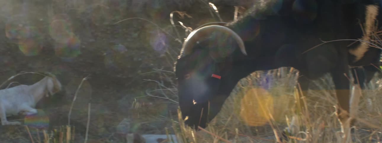 Black sheep grazing on the dry yellow grass in the countryside at morning