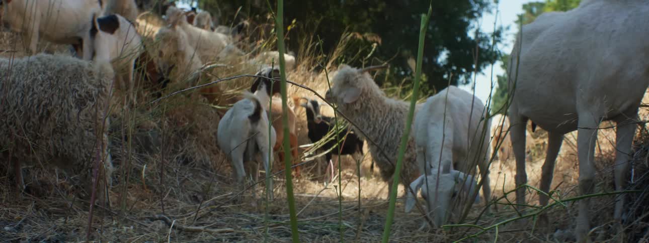 Goats and sheep eating grass with trees the sky and clouds in the background