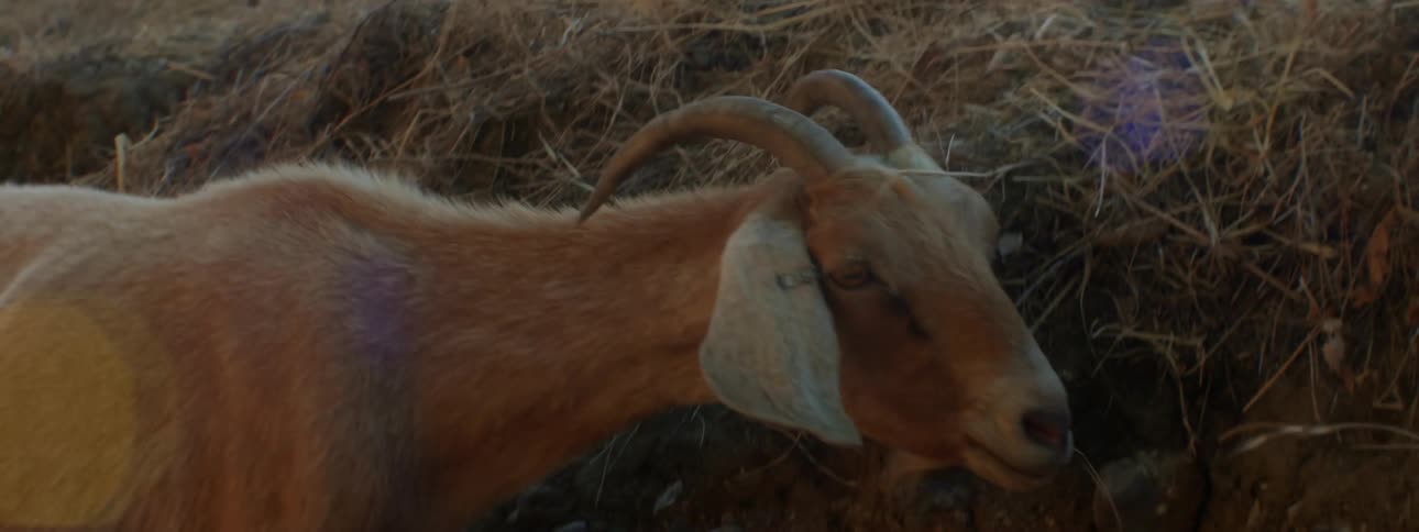 Goats and sheep graze on grass covered slope near fence and rv