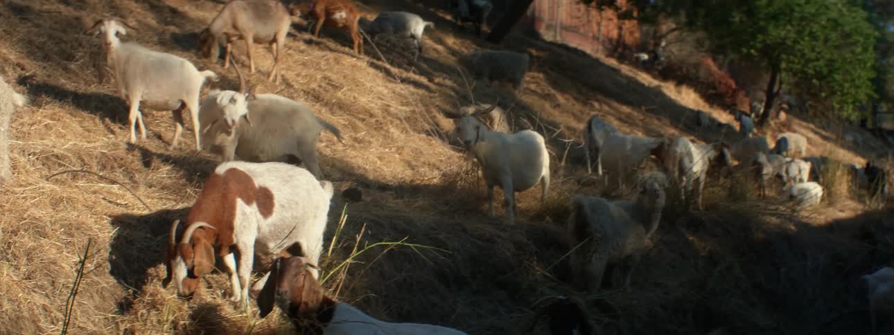 A pack of goats all eating
