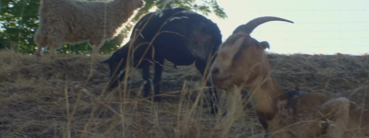 The goats and sheep sit on the hill and graze