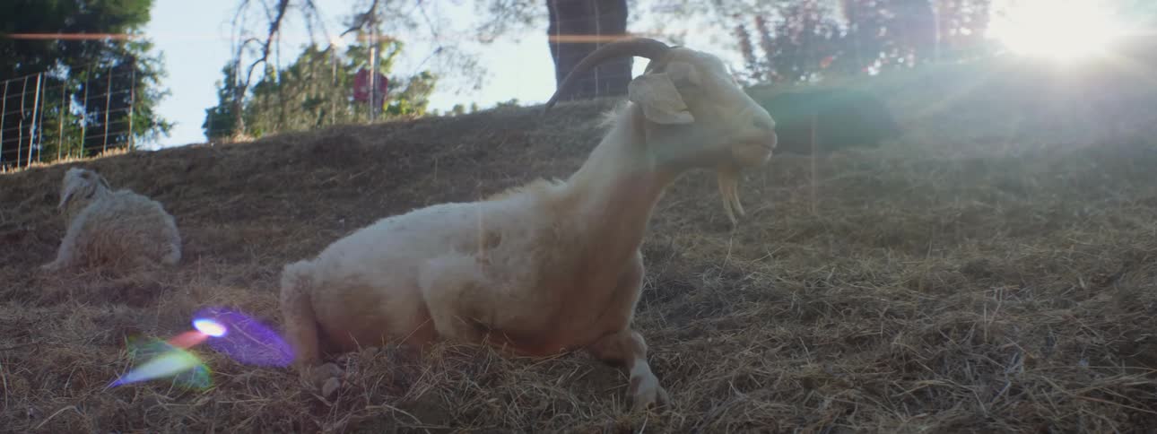 Goat laying on the ground grazing on the grass growing over the hills at sunset