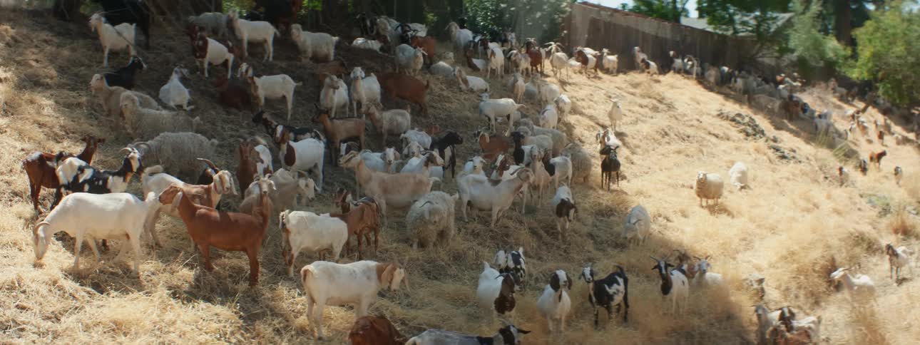 A herd of goats are relaxing in the shade of a tree on a hillside during the day