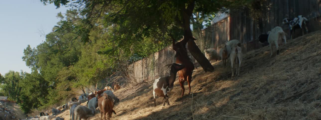 A herd of brown and white goats grazes on hill slope
