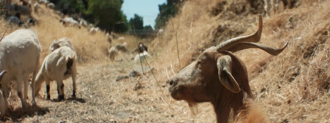 A herd of goats are grazing on the hills