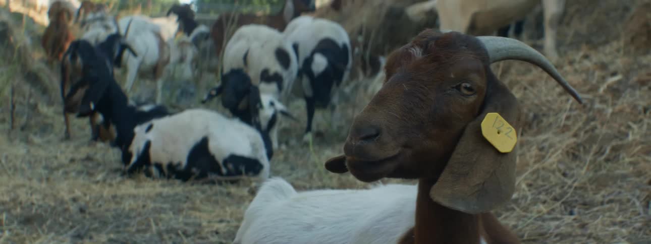 A group of goats grazing in a field