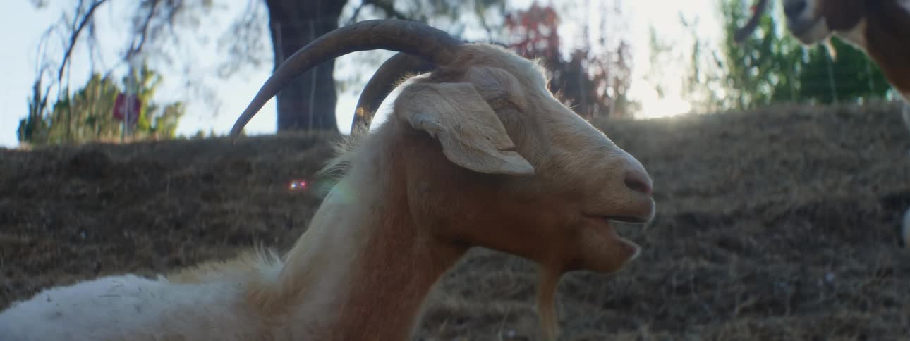 White and brown goats graze on hill slope as the sun shines brightly