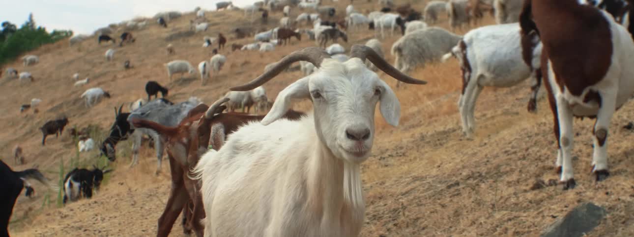 Goats dogs and cattle graze in a large field