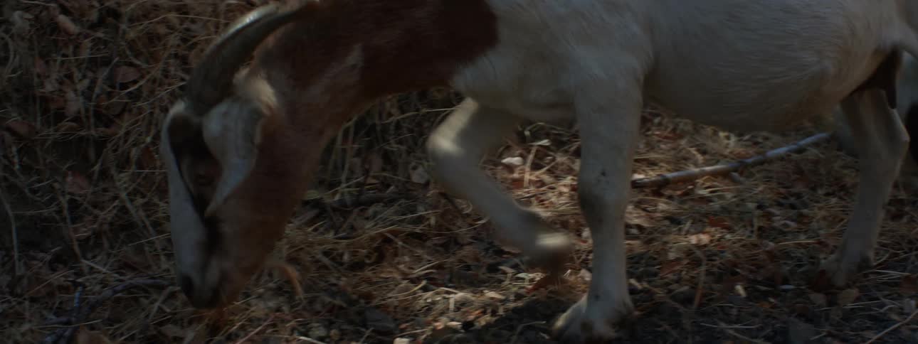 Goat grazing on the yellow dry grass on the countryside