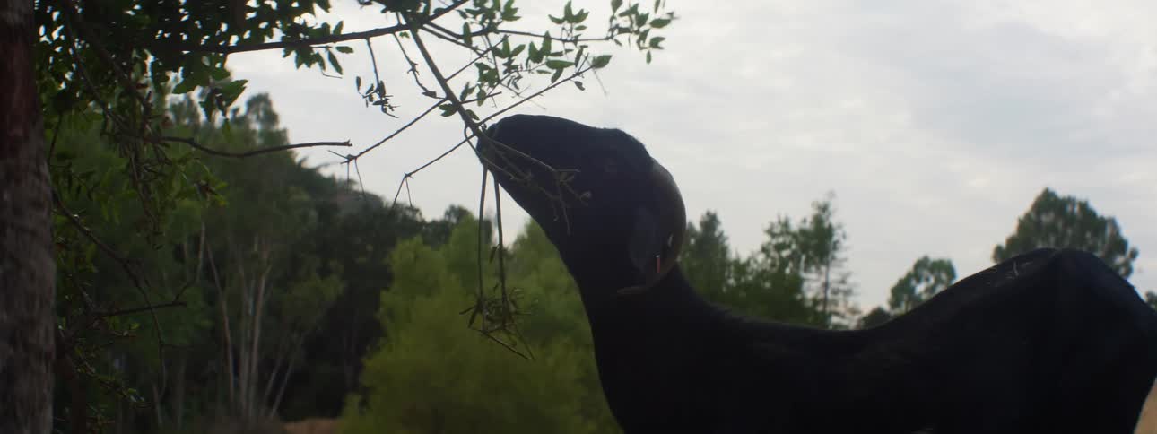 A goat grazing from the branches of a tree in the countryside