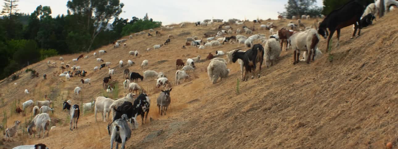 A herd of goats and sheep sits and grazes on hill slope