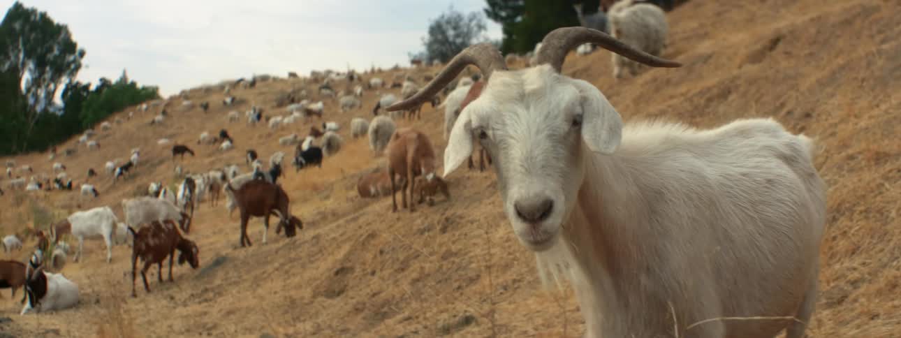 Large herd of goats covers slope behind white goat with horns and a beard