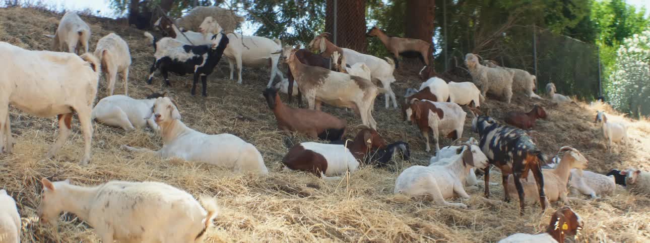 Herd of goat rests and eats on slope near fence