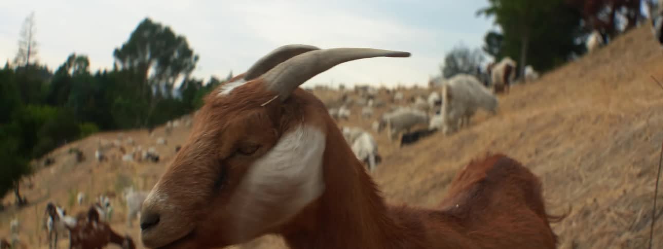 A goat with a piece of grass hanging out of its mouth stands in front of a herd of goats