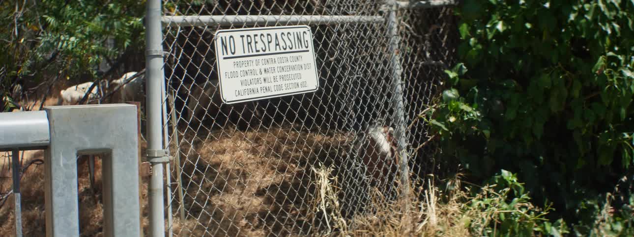 Goat heard grazes near fence with sign warning against trespassing