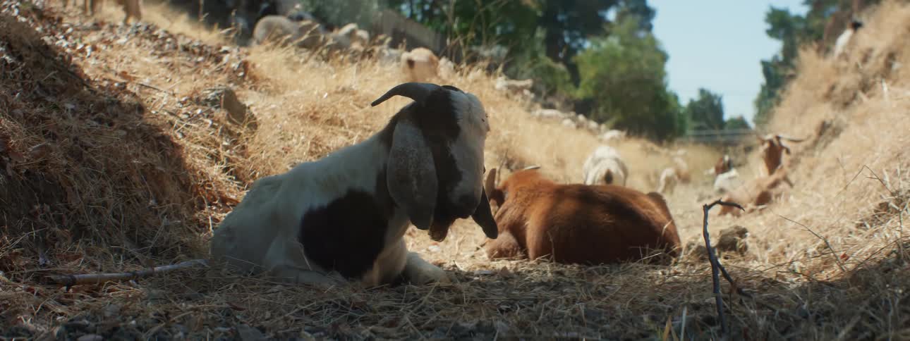 A herd of white and brown goats grazes and sits in the hills