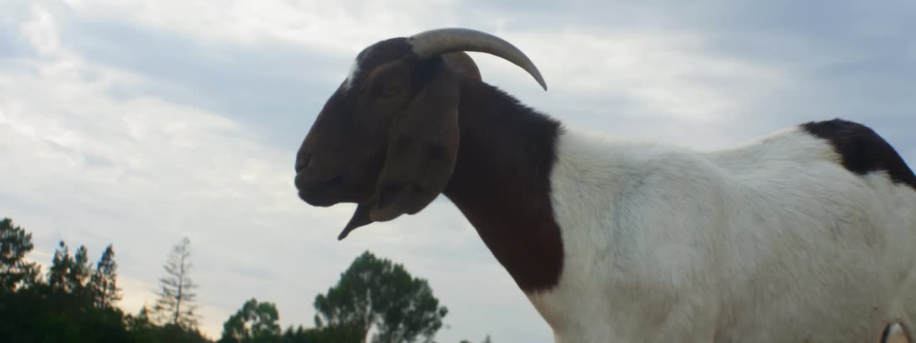 Goat stands looking around under cloudy sky