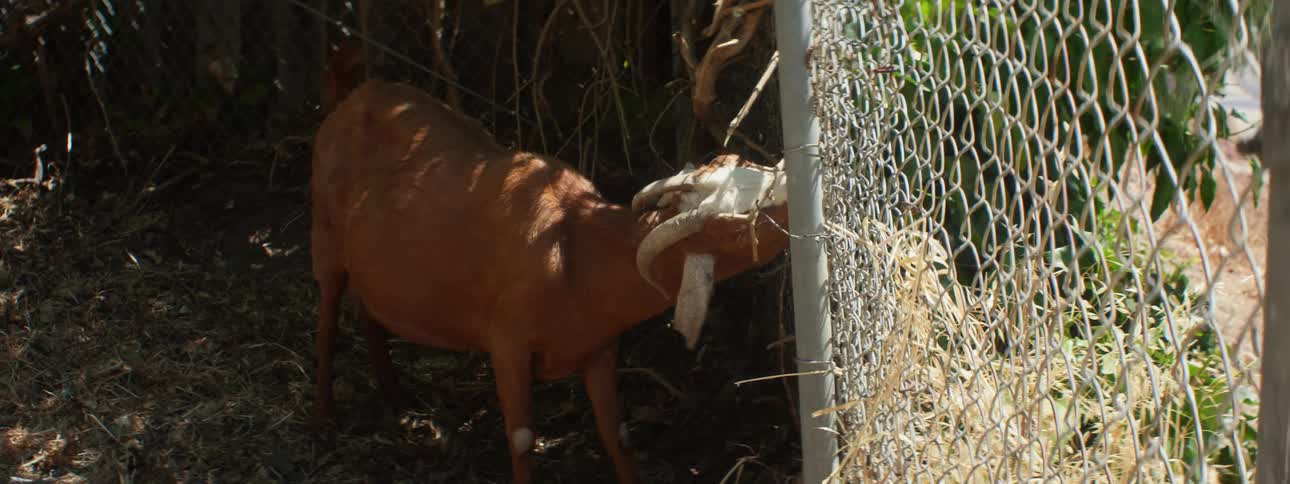 A goat eating grass by a fence