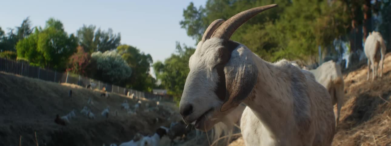 Goats eating grass with trees the sky and clouds in the background
