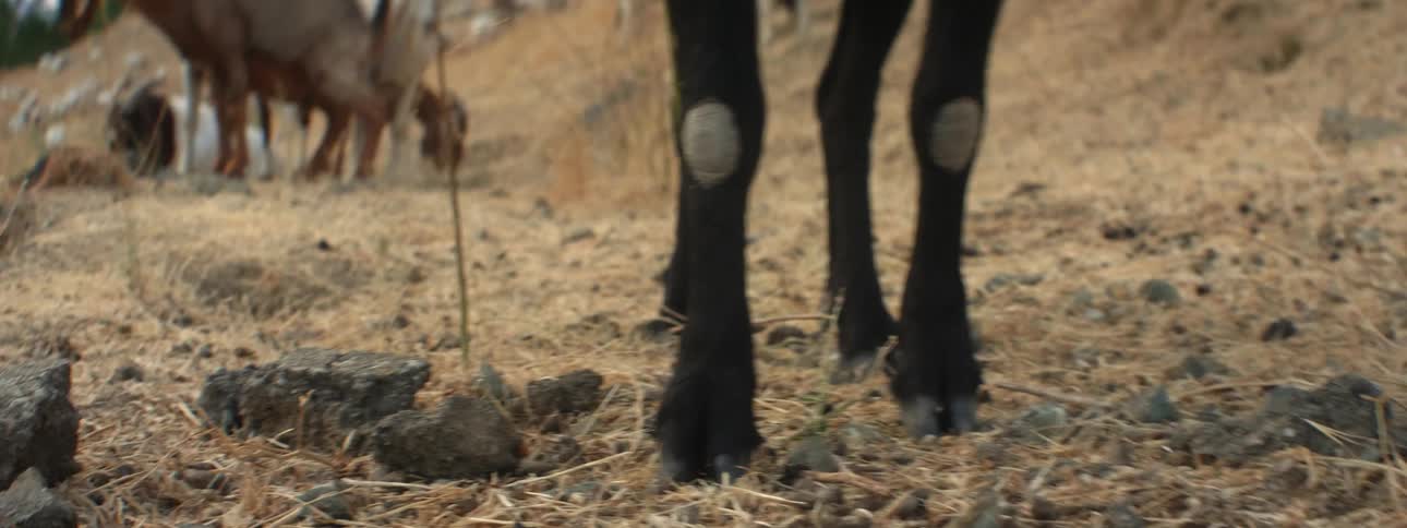 Close up of the legs and hooves of a goat walking on the countryside