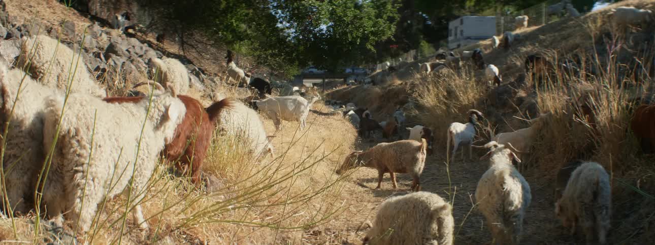 Goats and sheep graze on vegetation on slope with rv in distance