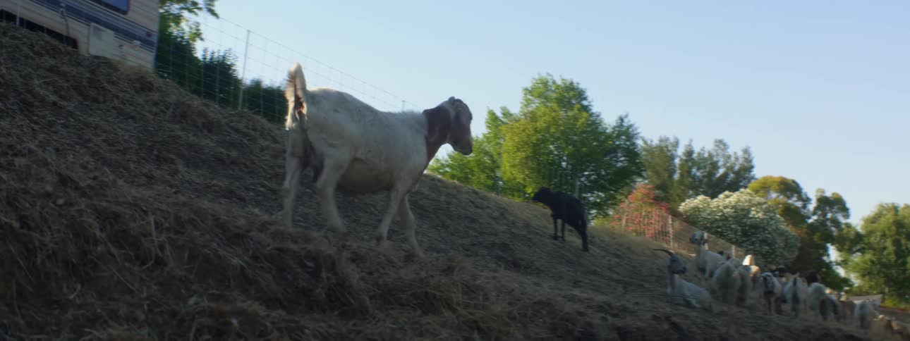 Goat walks along grassy slope near parked rv on sunny day as other goats mill around