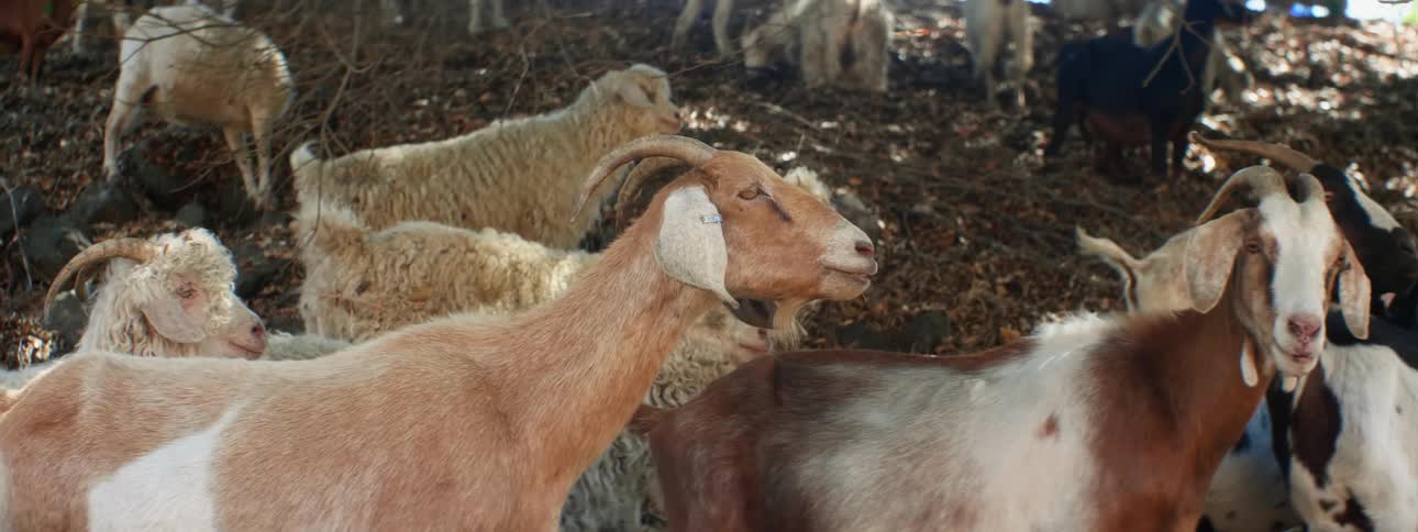 A herd of goats stand on a slight slope chewing and grazing