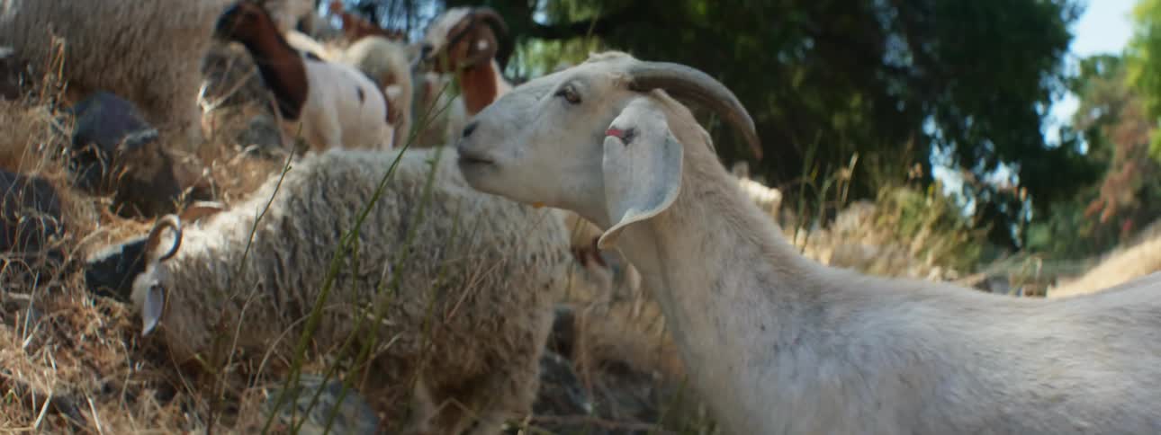 A herd of goats grazes on a slight slope with cars passing on a road behind them