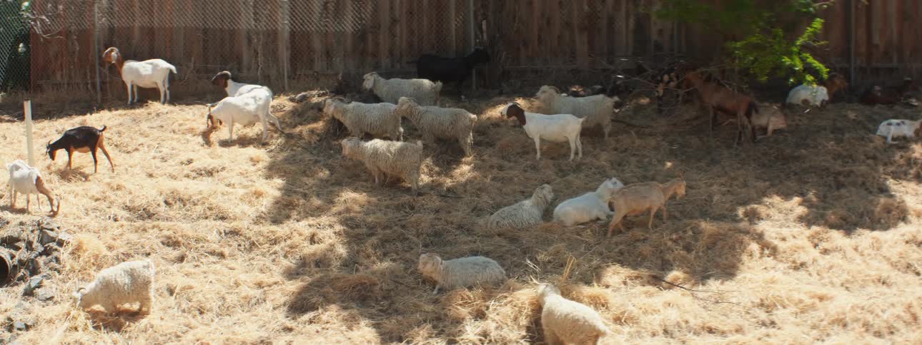 Herd of goats graze and lie in field near wooden fence
