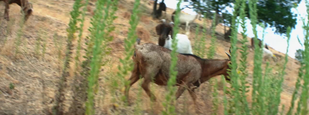 Brown and white goats walk and graze on mountain slope