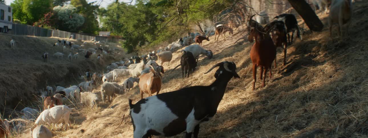 A herd of black brown and white goats grazes and sits on hill slope