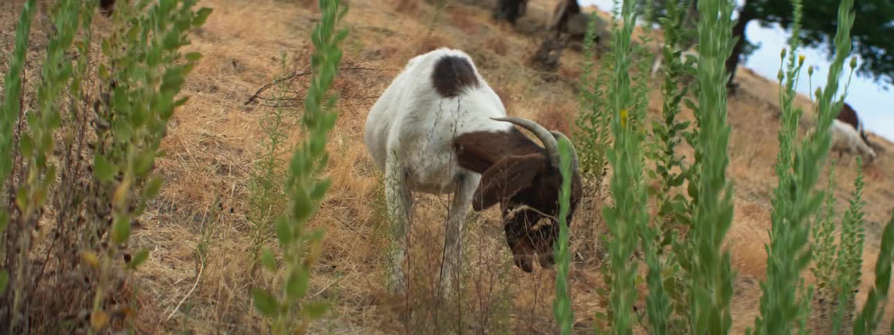 White and brown goats graze on hill slope