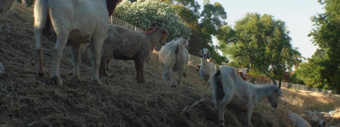 A herd of white and brown goats grazes and walks on hill slope