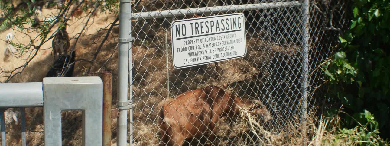 Goats graze of grassy slope near fence with no trespassing sign