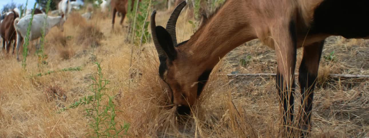A herd of goats graze on a hillside during the day
