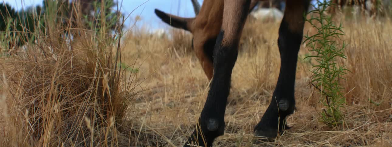 Goat with black legs grazing on the yellow dry grass on the hill