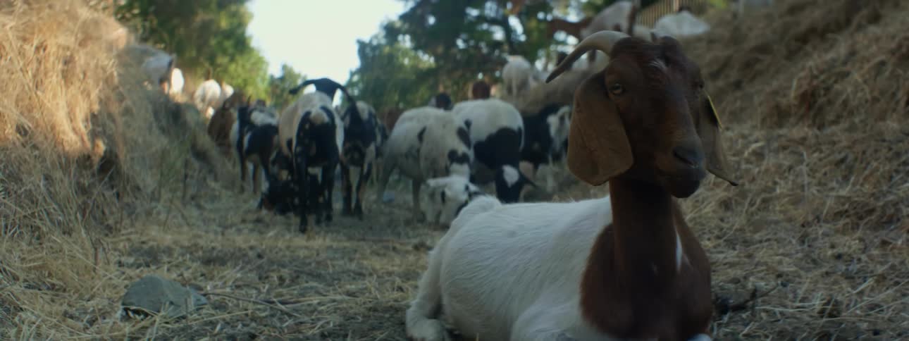 Goats next to hay with trees the sky and clouds in the background