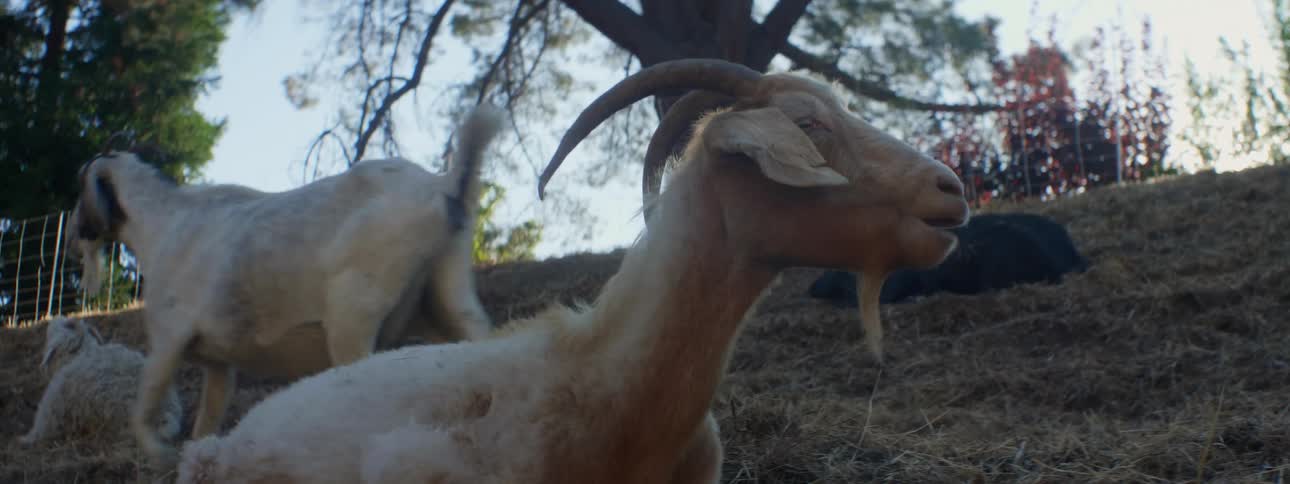 Goats graze in the hills as the sun shines in the background