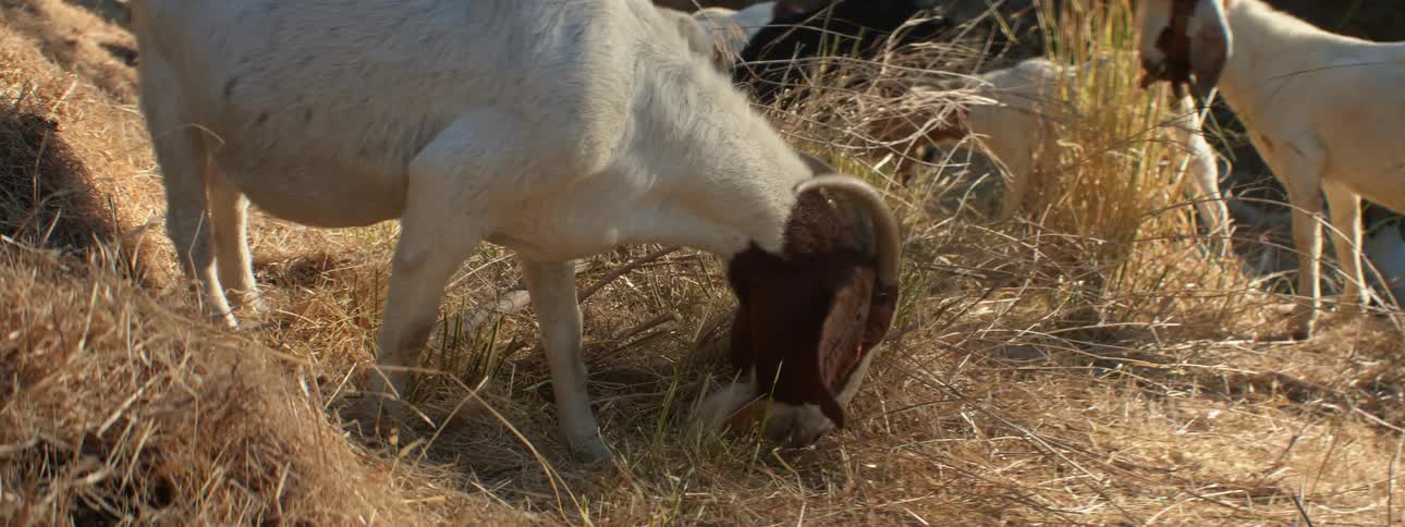 A herd of white and brown goats grazes on hill slope