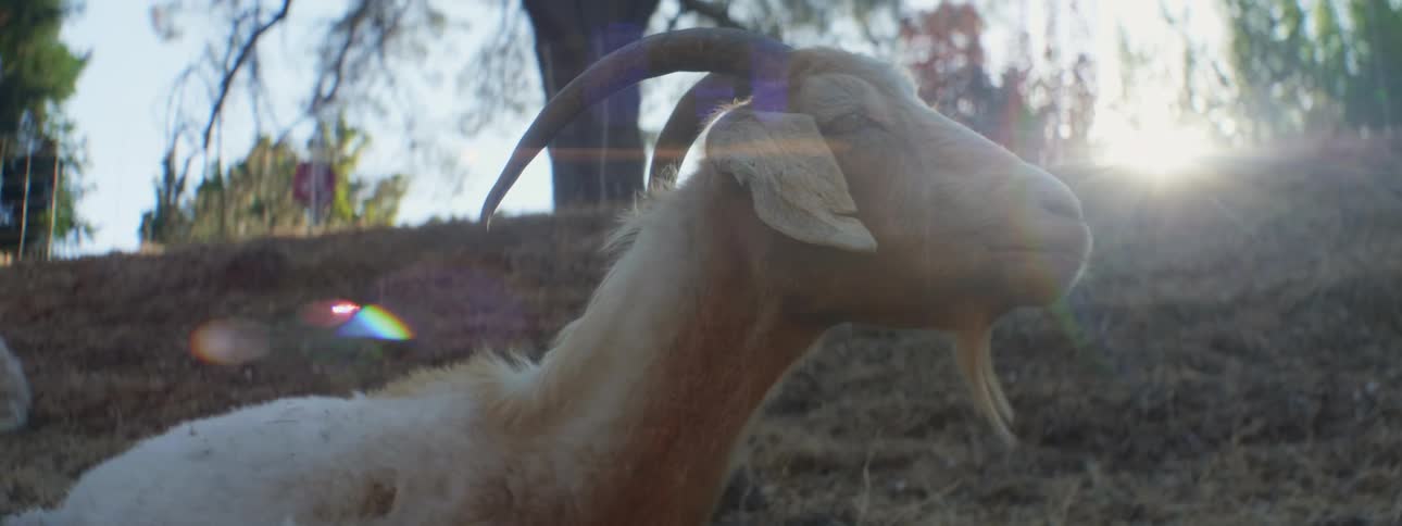 An animal eating grass