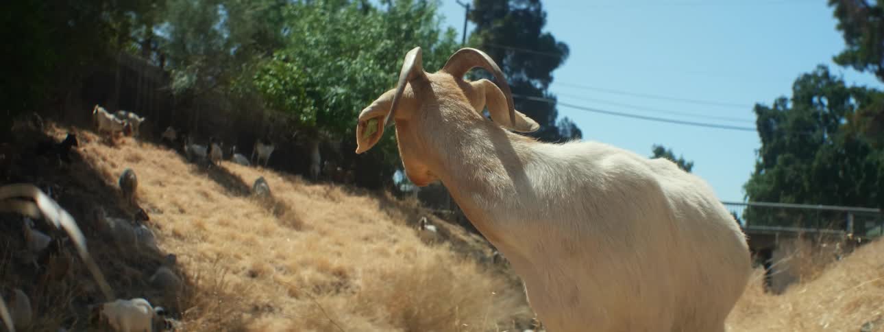 Goat nips at its back standing on grassy slope with other goats and a bridge in background
