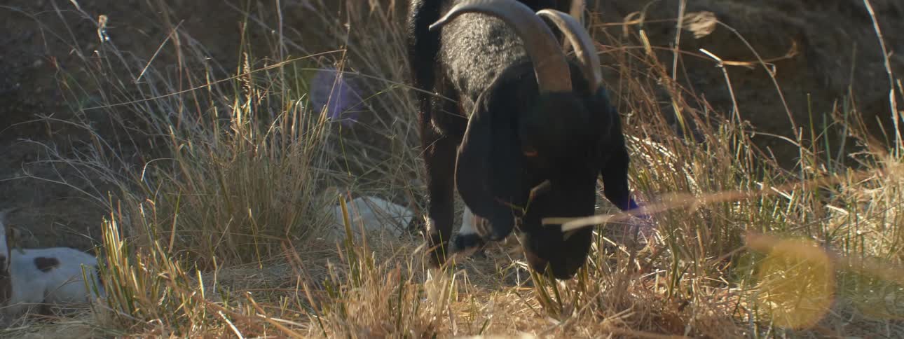 Black and white goats graze and sit on mountain slope