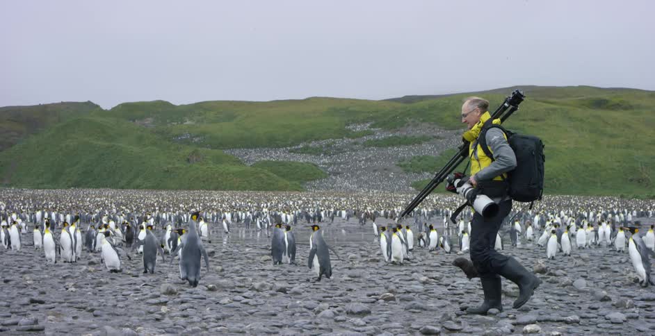 A man carrying camera equipment walks past a huge flock of penguins