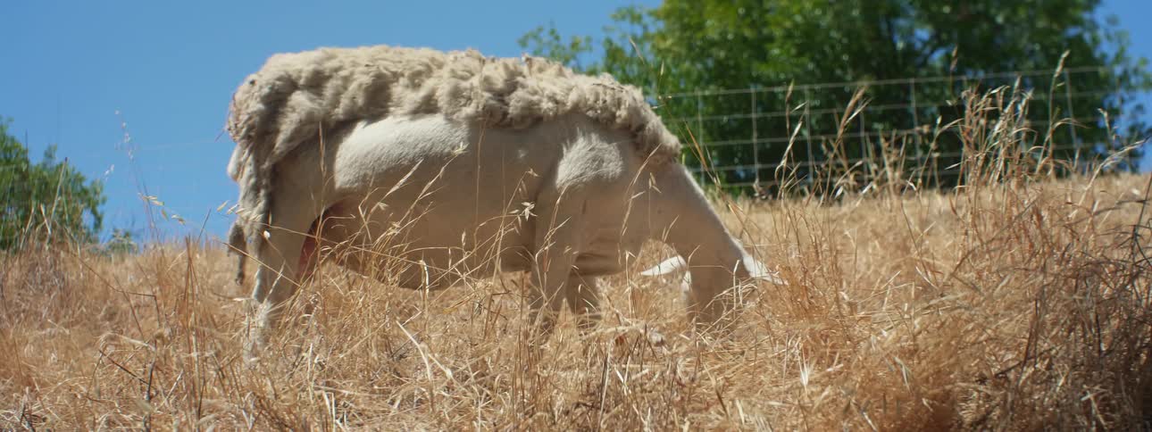 Sheep grazes on golden grasses on slope in pasture enclosed with metal fence