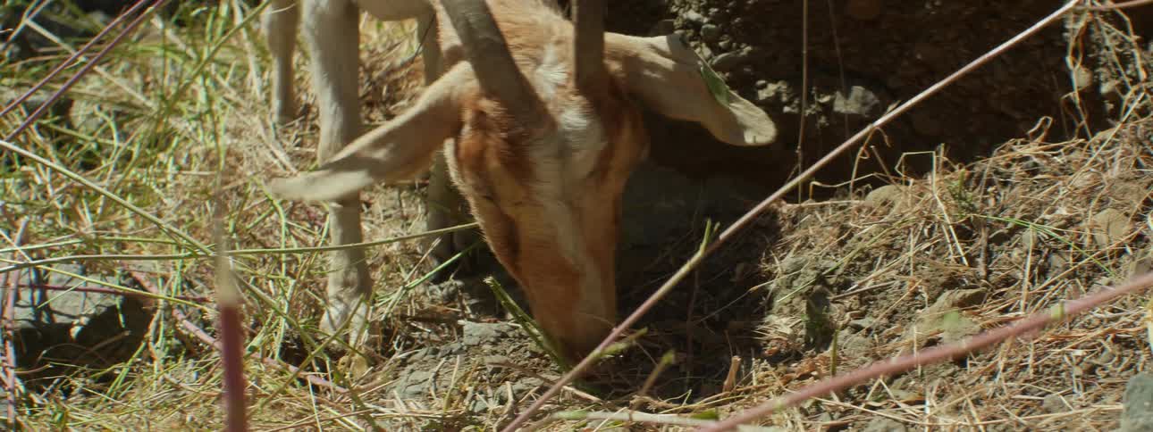 Goat grazing on the grass between the rocks in the countryside