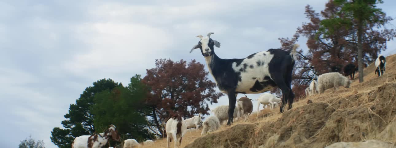 Goat quickly moves away stopping to look back as other livestock grazes on sloping pasture