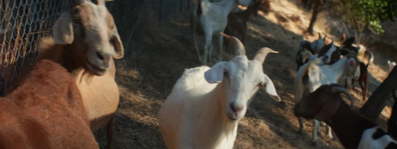 A group of goats move around by the fence