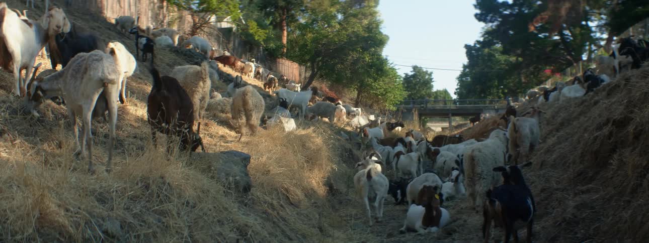 A herd of goats graze in a ditch as a vehicle drives past