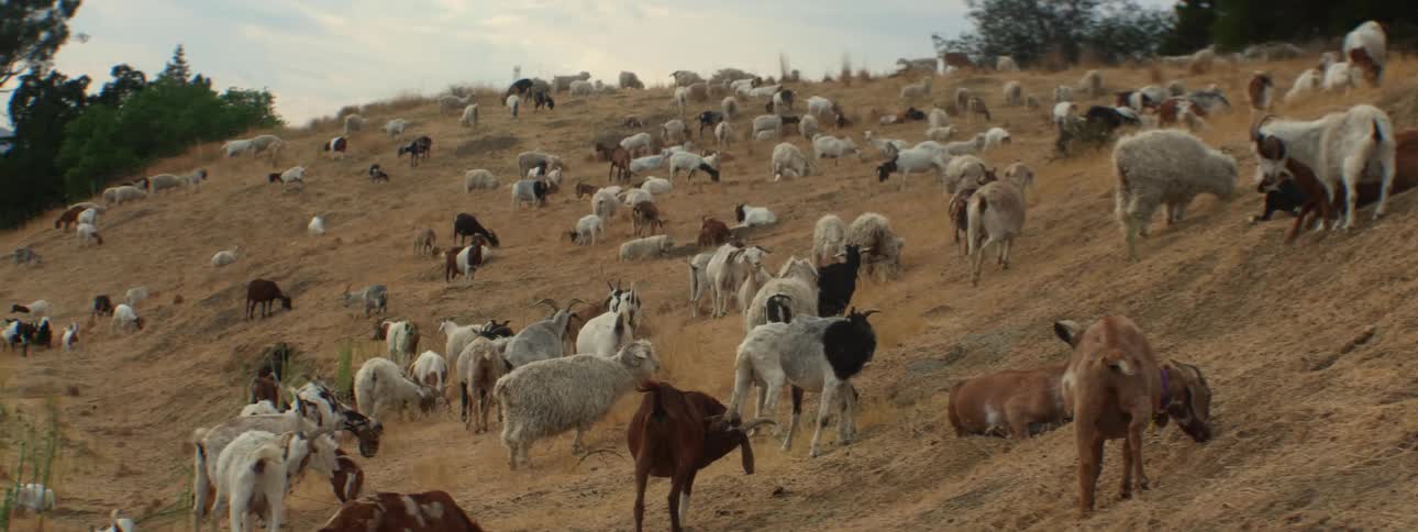Large combined goat and sheep herd grazes on hill slope under a cloudy sky